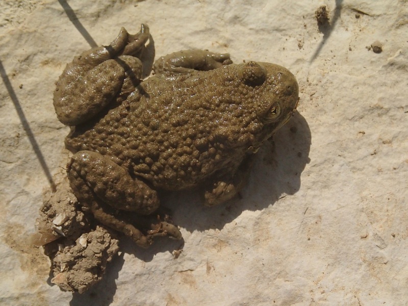 ci sono!! Bombina variegata